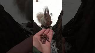 Покормил двух бельчат / Feeding two young squirrels