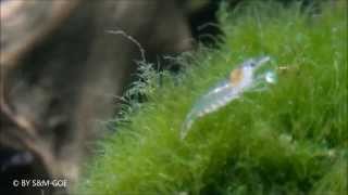 Atya gabonensis, Breeding Report in English