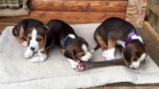 Deutsche Bracke Welpen Stöberhunde auf Schalenwild