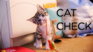 Boqer's Kitten - Vossi