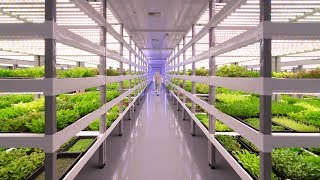 Growing Up: How Vertical Farming Works | The B1M