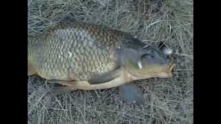 SEXY FISH. ELECTROFISHING. РЫБА ПОСЛЕ ЭЛЕКТРОУДОЧКА 18 ПЛЮС