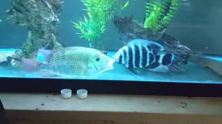 14 inch festae vs 7 inch buttikoferi