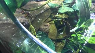 Fish tank aquarium,paludarium,amazon habitat