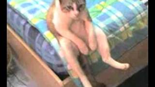 Chat assis rigolo