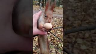 Ловлю ласковую белку / Catching an affectionate squirrel