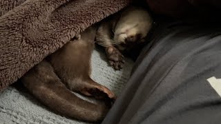 寝たら温かいカワウソと一緒に朝を迎えた結果…！ I went to bed and got up in the morning with a warm otter.