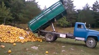 GAZ 53 UNLOAD FRUITS