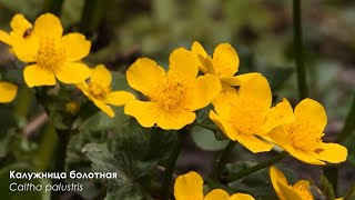 Растения Ленинградской области / Plants of the Leningrad Region