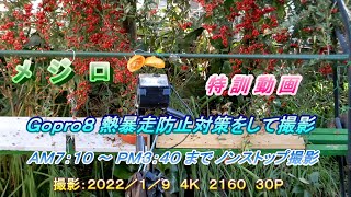 メジロ ４Ｋ 餌付け特訓動画　Ｇｏｐｒｏ８ 熱暴走防止対策をし ８時間連続撮影　１００倍速再生動画
