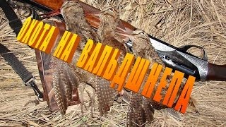 Охота на вальдшнепа осенью. | Woodcock hunting in autumn.