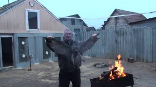 Голубевод с Северодонецка( Часовщик).