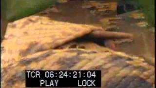 Anaconda part 1 - Archival Stock Footage