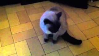 Gato envenenado agonizando(IMÁGENES MUY FUERTES)