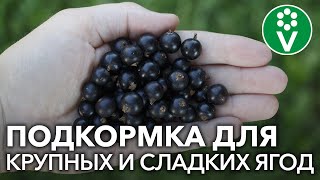 ПОДКОРМКА СМОРОДИНЫ натуральным и доступным всем продуктом!