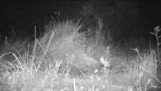 Amur leopard hunting deer at night