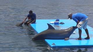 Show de los Delfines and Roatan, Honduras