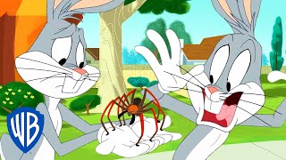 Looney Tunes en Français ???????? | Craignez-vous les araignées ?