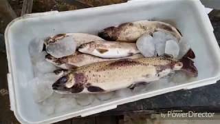 Горная рыбалка 2019