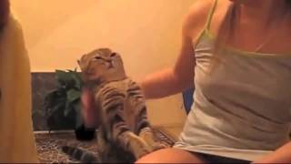 Коты жгут