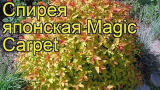 Спирея японская Волшебный ковер. Краткий обзор, описание характеристик spiraea japonica Magic Carpet