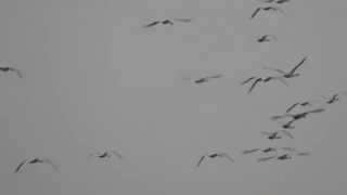 Whoopers Swans in flight over Copenhagen
