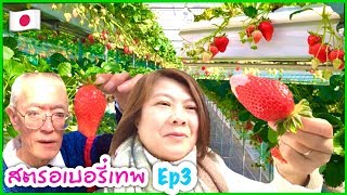 ???กินสตรอเบอรี่เทพญี่ปุ่นบุฟเฟต์(ในสวนสองชั้น)Ep3 ลูกใหญ่ๆกินสะใจมาก?Japanese Strawberry