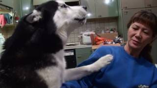 ハスキークッキーおやつの催促 Sweet reminder husky  Reminder walk