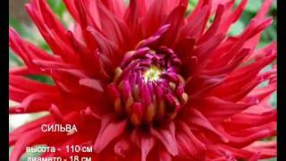 Георгины http://vevgarden.com