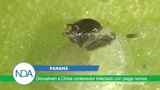 Devuelven a China contenedor infectado con plaga nociva