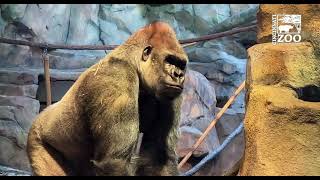 Silverback Gorilla Mbeli in Indoor Habitat for the First Time - Cincinnati Zoo
