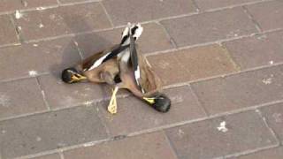 Crazy Bird Fighting