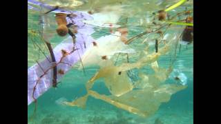 Plastic Soup is everywhere...