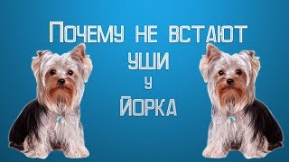 Не встают уши у йорка | Когда у йорка встают уши.