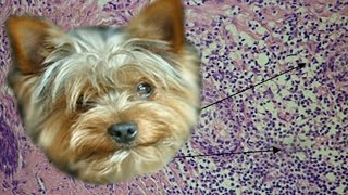 Гиперплазия у собак | Причины | Симптомы | Лечение.