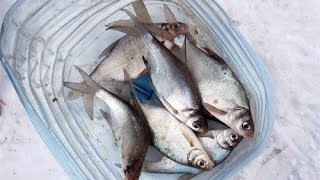 секреты рыбалки ловля подуста зимой на реке РСН