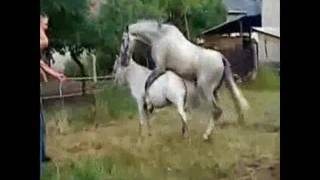 Лошади трахаются под стих Пушкина!!!