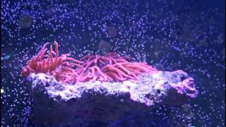 New Fish & Coral Update |Niger Triggerfish|