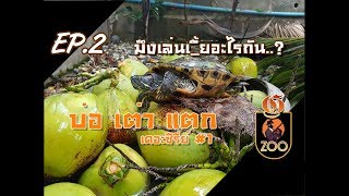 EP.2 | G ZOO : บ่อ เต่า แตก เดอะซีรี่ย์ #1