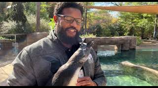 Cincinnati Zoo Producing Innovative 3D-Printed Shoes to Improve African Penguin’s Foot Issue