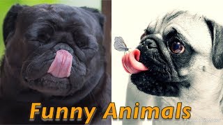 Funny dogs | Hindi Dubbed | talking animals |  Chetan Sehgal Vines