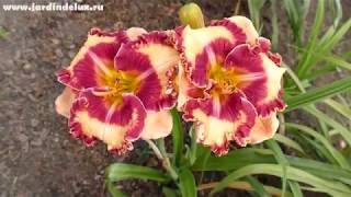 Цветение сортового лилейника TOO HOT TO TOUCH в саду www.jardindelux.ru