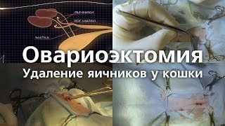 Удаление яичников у кошки. Кастрация. Овариоэктомия