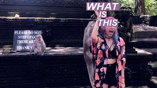 ☯THE MONKEY DID IT!!!!☯