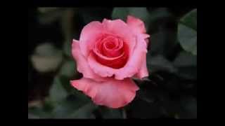 Jannat haqida sher