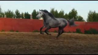 Продажа лошадей www.spanishhorse.ru