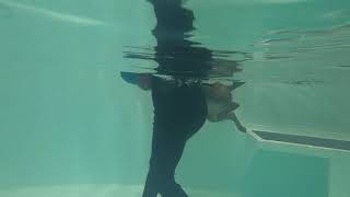 Astrid - Forelimb amputee and hindlimb stiffness