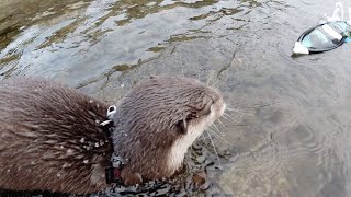 Play in the river on a radio-controlled boat with Aty  [Otter life Day 203]