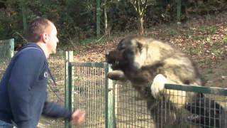 Kavkaski ovčar Green Hill Dog Amon