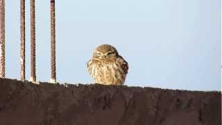 Little Owl